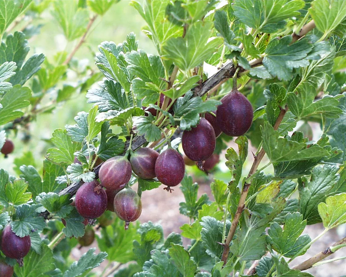 gooseberry-captivator-au Gooseberry:'Captivator' (Au)