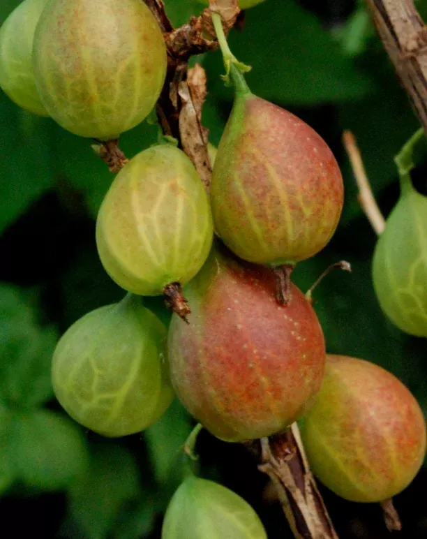gooseberry-captivator Gooseberry 'Captivator'