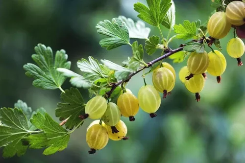 gooseberry Gooseberry