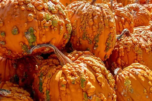 Goosebumps Pumpkin