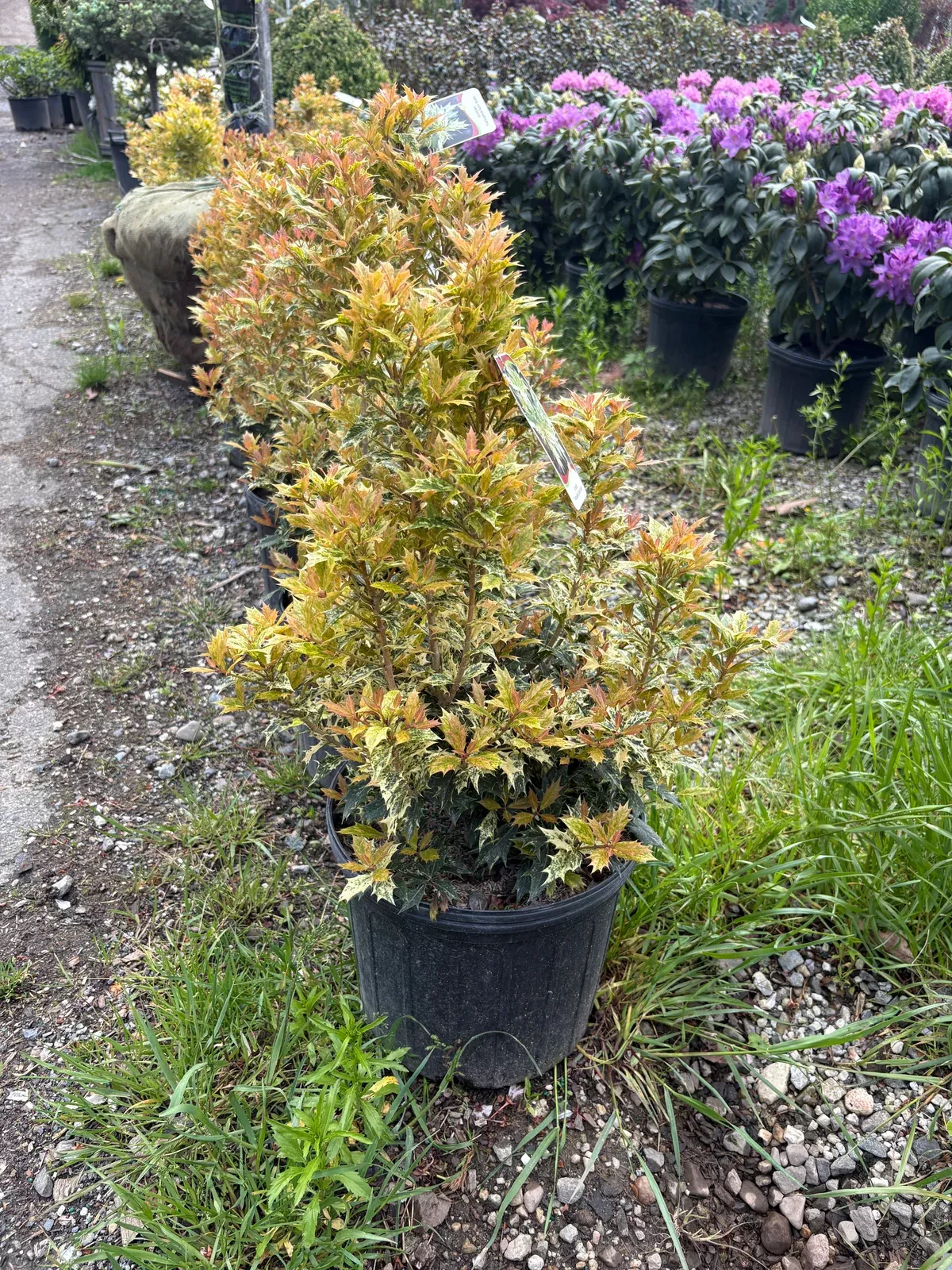goshiki-false-holly-osmanthus Goshiki False Holly Osmanthus