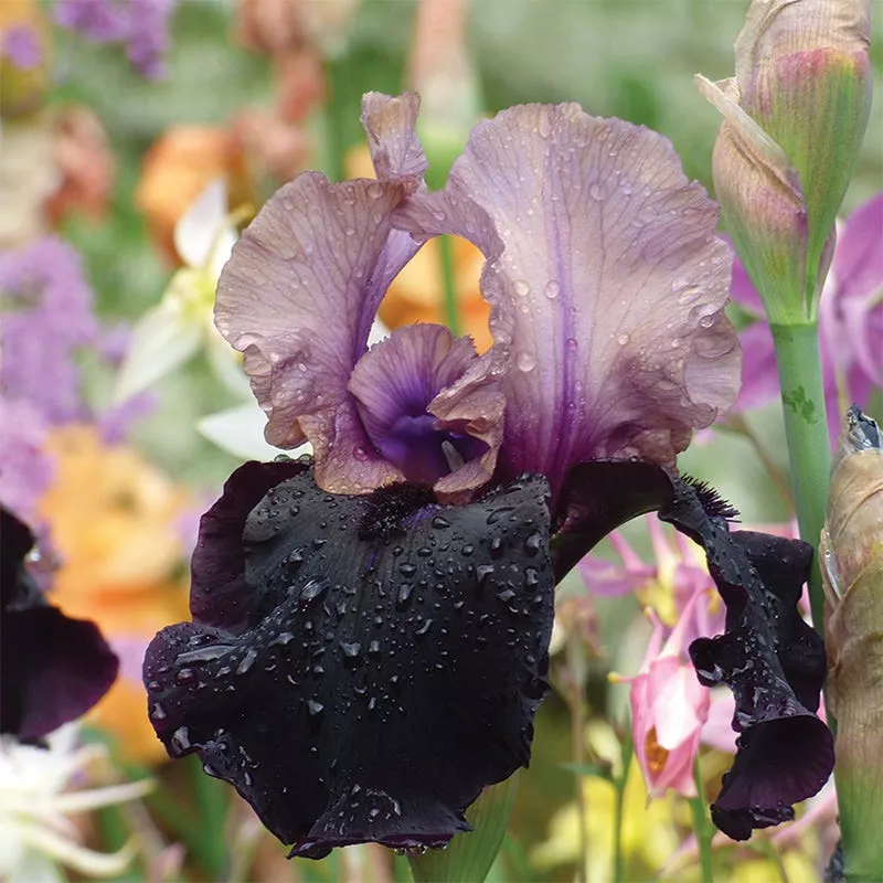 gotham-reblooming-bearded-iris Gotham Reblooming Bearded Iris