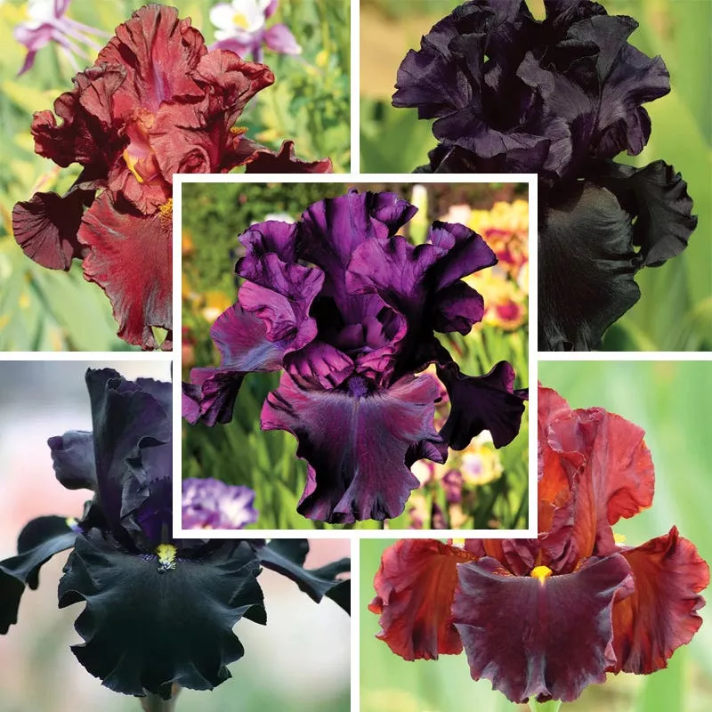 gothic-spring-bearded-iris-collection Gothic Spring Bearded Iris Collection