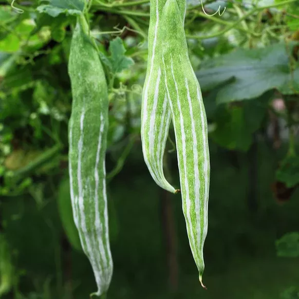 Gourd - Long Snake seeds