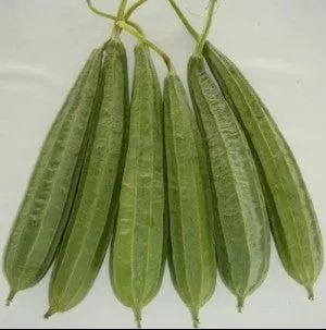gourd-ridge-madhuri Gourd: Ridge: Madhuri