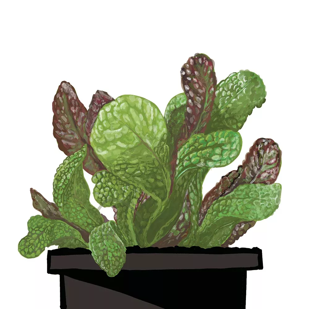 Gourmet Blend II Lettuce