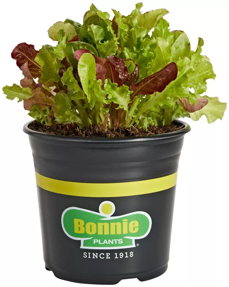Gourmet Salad Mix