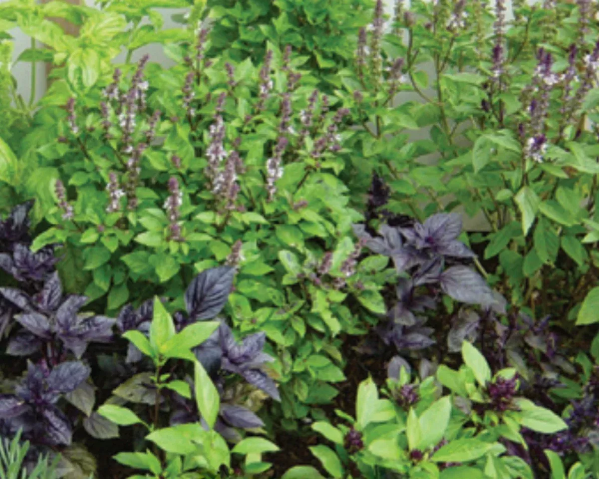 gourmet-specialty-blend-basil-seeds Gourmet Specialty Blend Basil Seeds