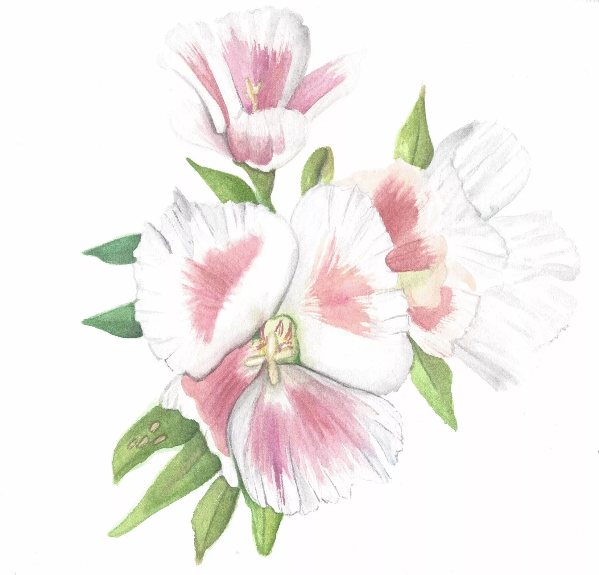‘Grace’ Godetia Mix