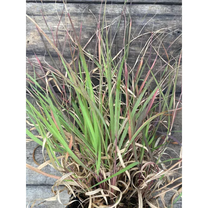 grama-grass-sideoats Grama Grass, Sideoats