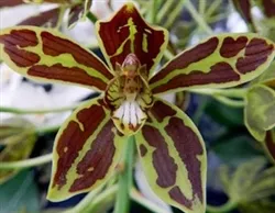 Grammatophyllum scriptum v. multiflora 'Fortune Tiger' (Dwarf Type)