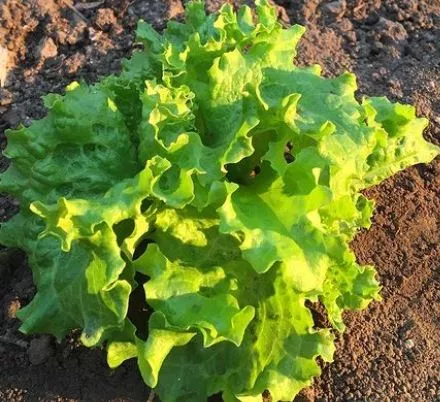Grand Rapids Lettuce