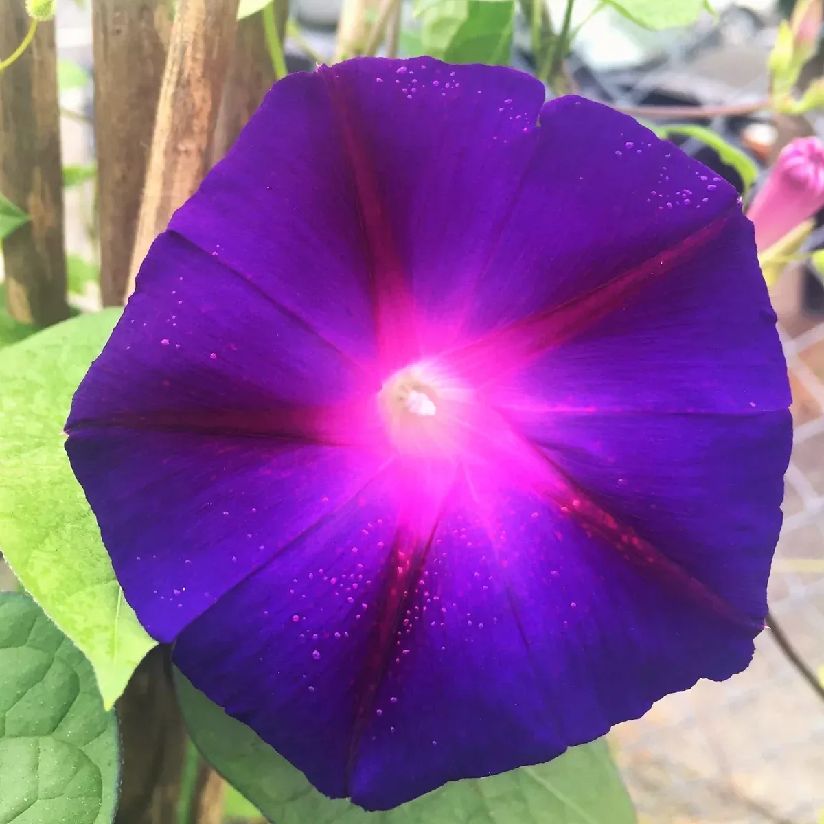 grandpa-ott-purple-morning-glory Grandpa Ott Purple Morning Glory