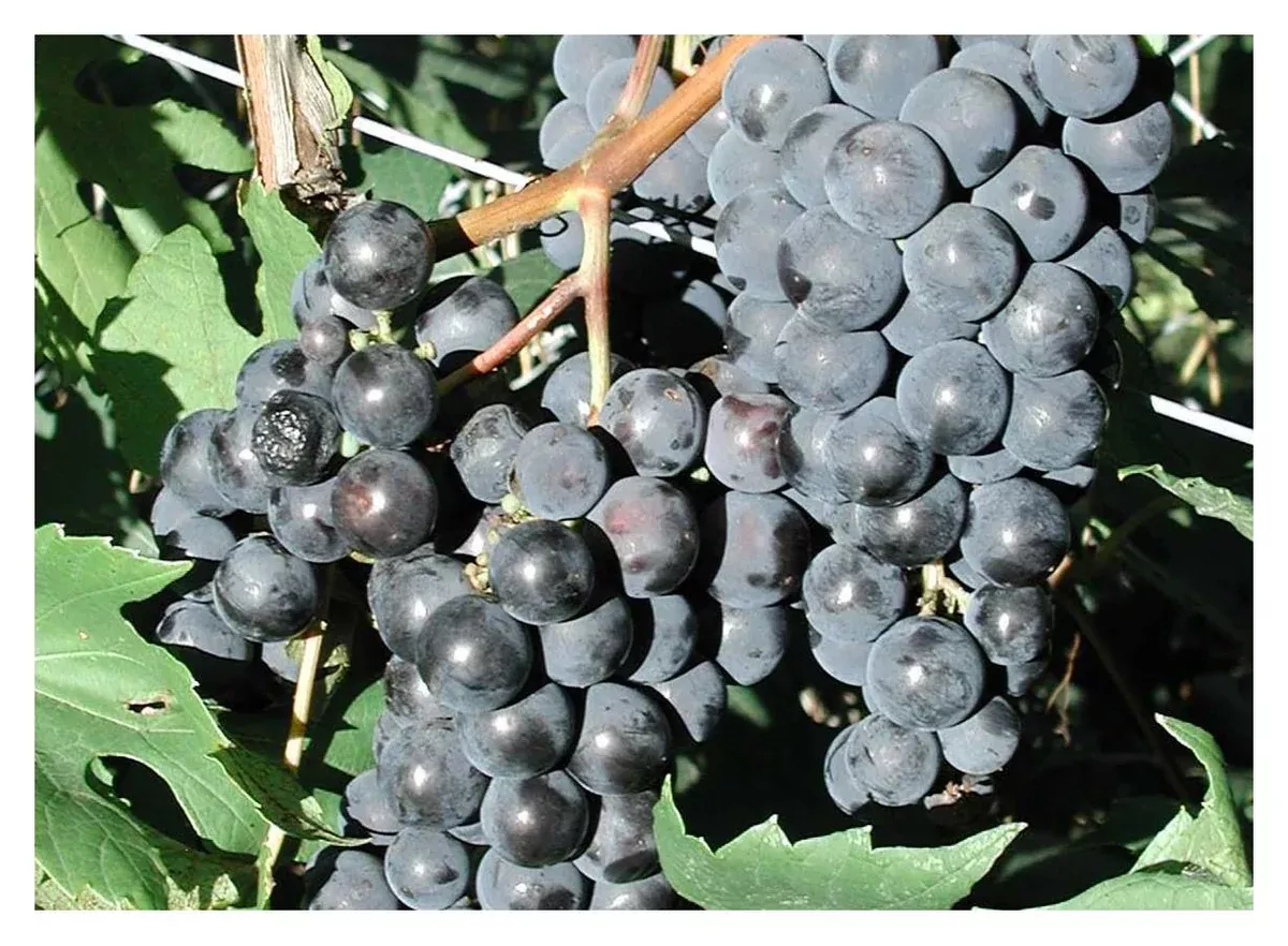 grape-beta-1gal-jf Grape: 'Beta' - 1Gal (Jf)