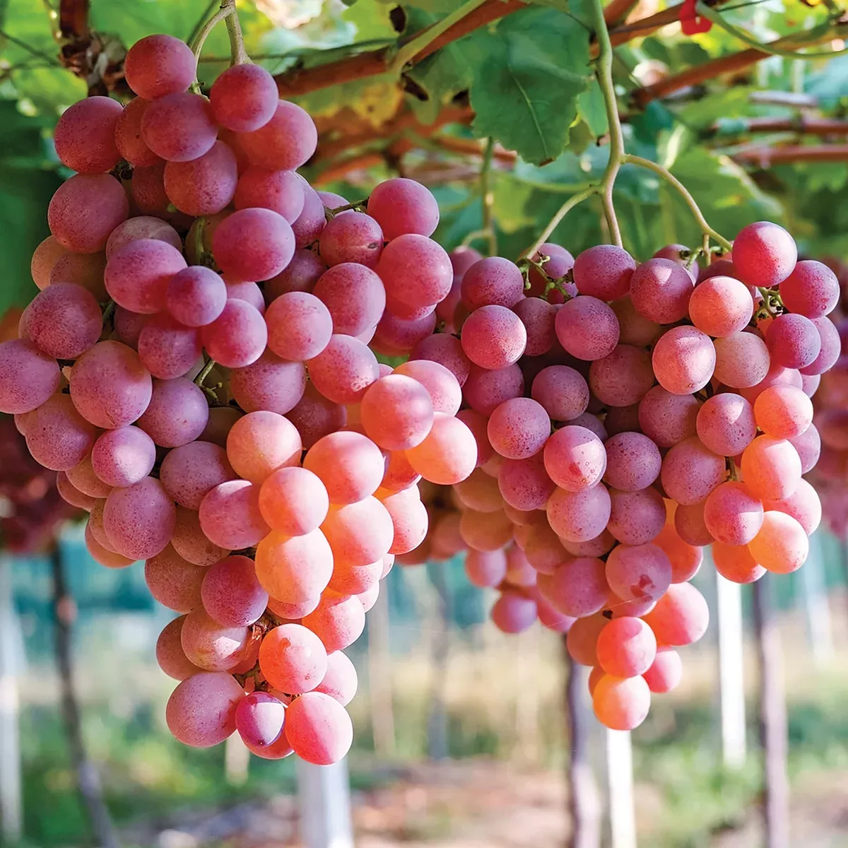 grape-einset-seedless-gmo-free Grape - Einset Seedless - GMO Free