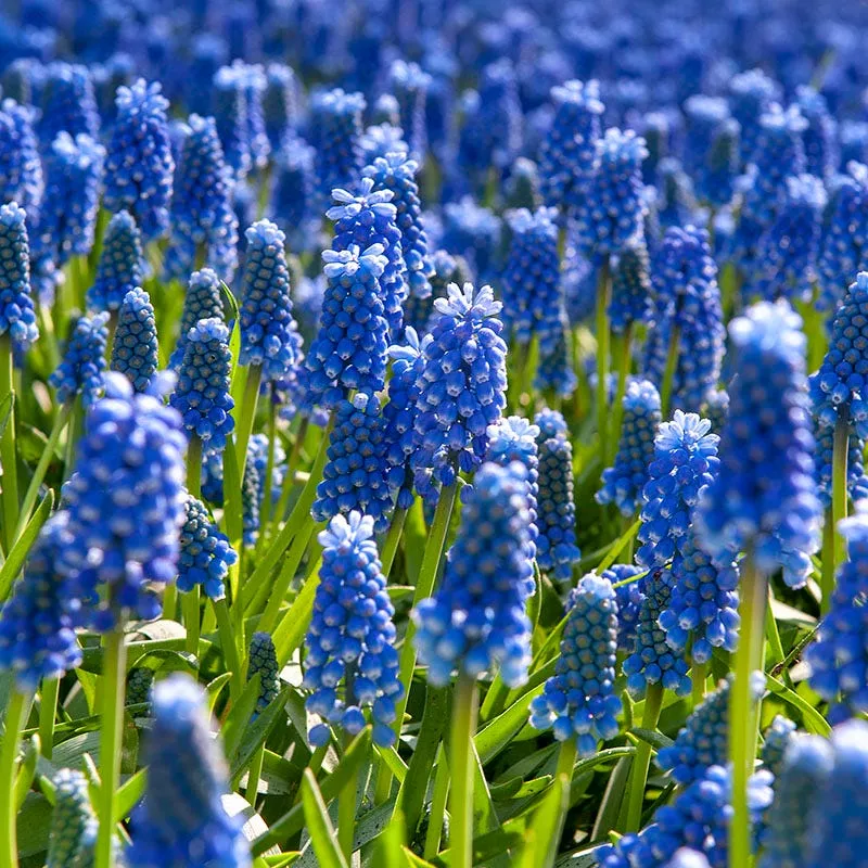 grape-hyacinth Grape Hyacinth