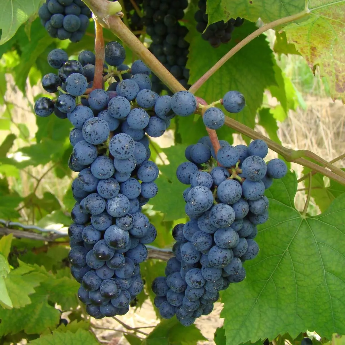 Grape: 'Maréchal Foch' - 2Gal (Jf)