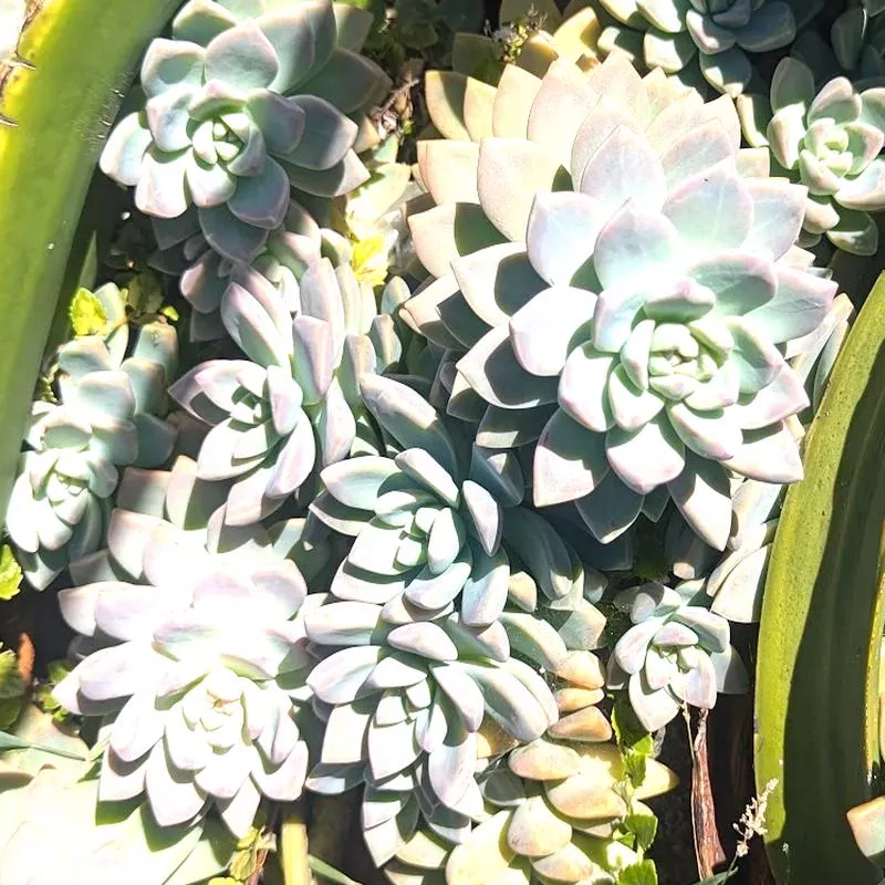 Graptopetalum paraguayense 'Pinky'
