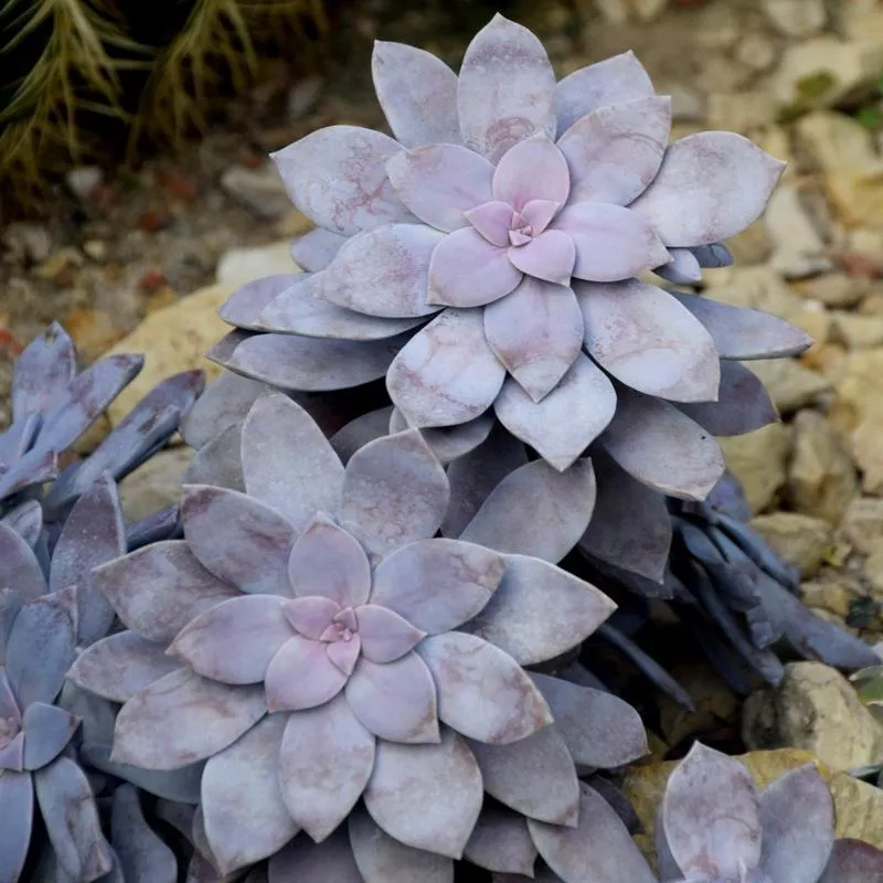 graptopetalum-superbum Graptopetalum superbum