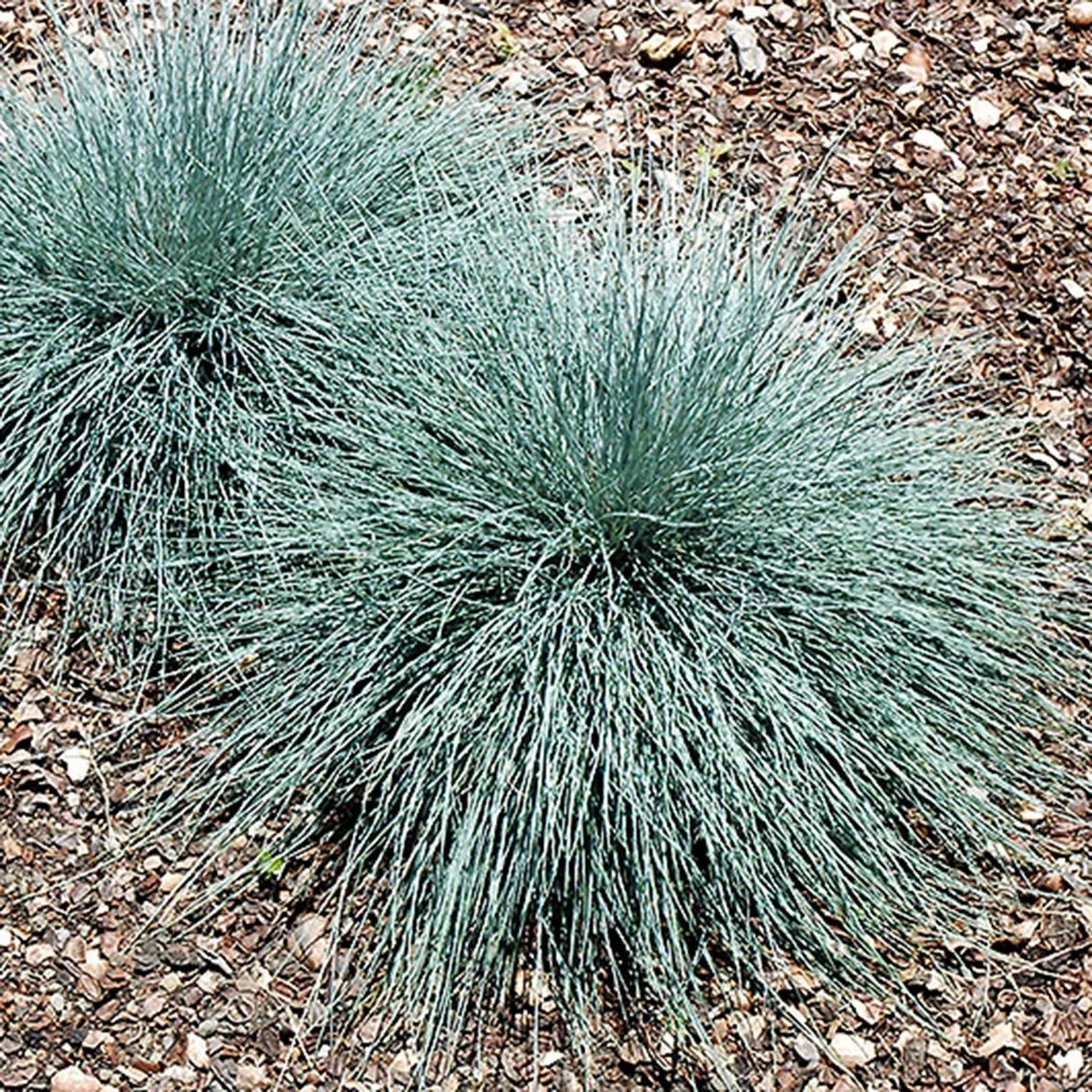 grass-beyond-blue-fescue-2-gal Grass: 'Beyond Blue Fescue' - 2 Gal