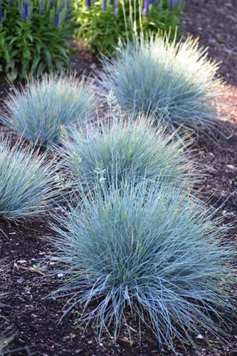 Grass (Blue Grass Festuca)