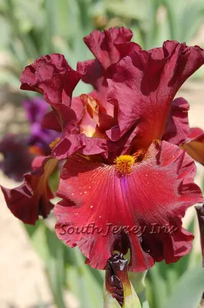 grateful-red-schreiner-2011 Grateful Red- Schreiner, 2011