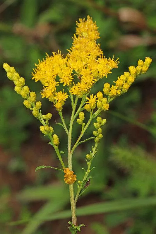 Gray Goldenrod
