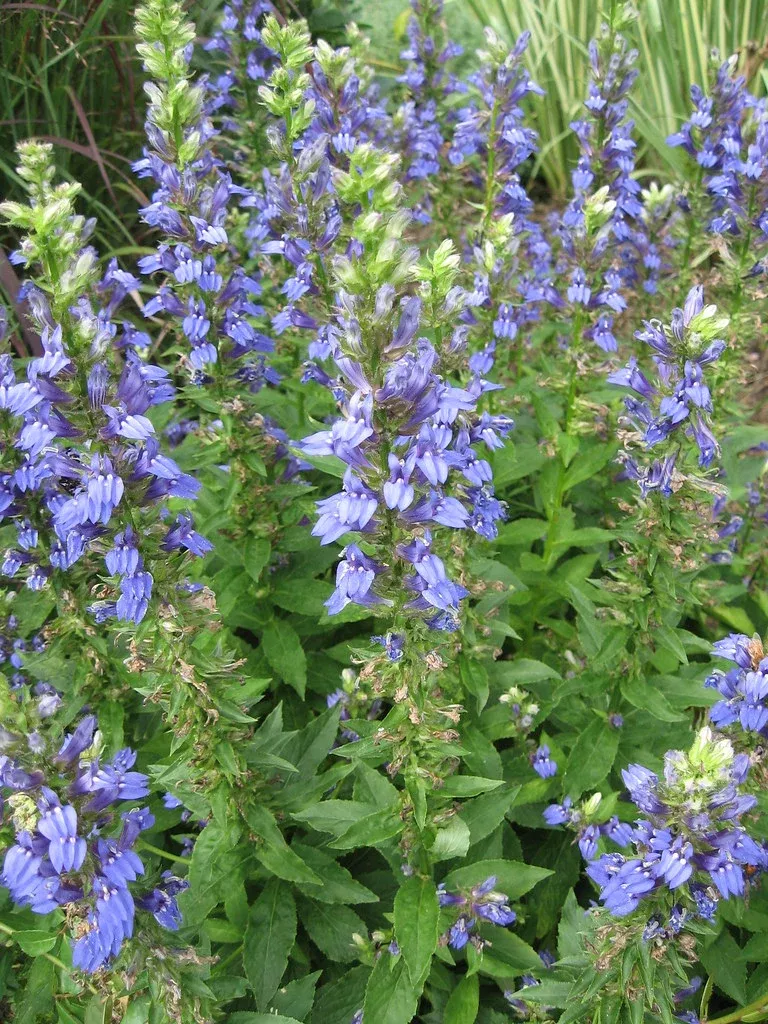 great-blue-lobelia Great Blue Lobelia