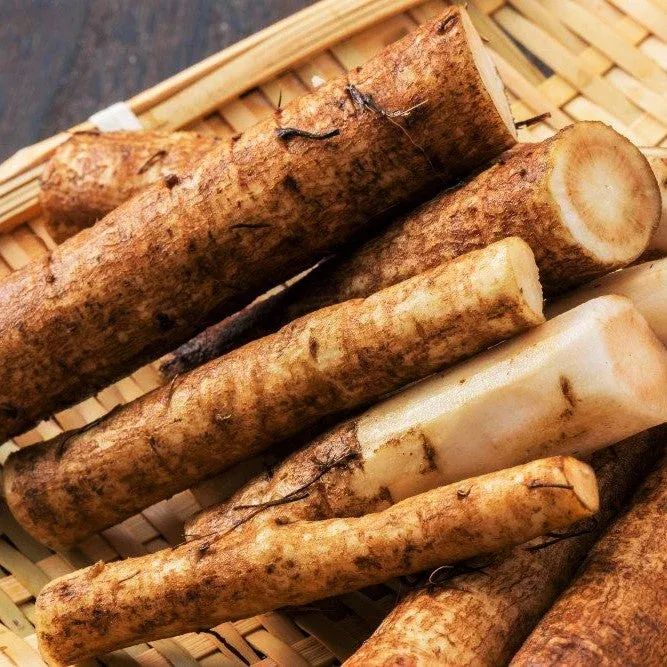 great-burdock-usda-organic Great Burdock (USDA Organic)