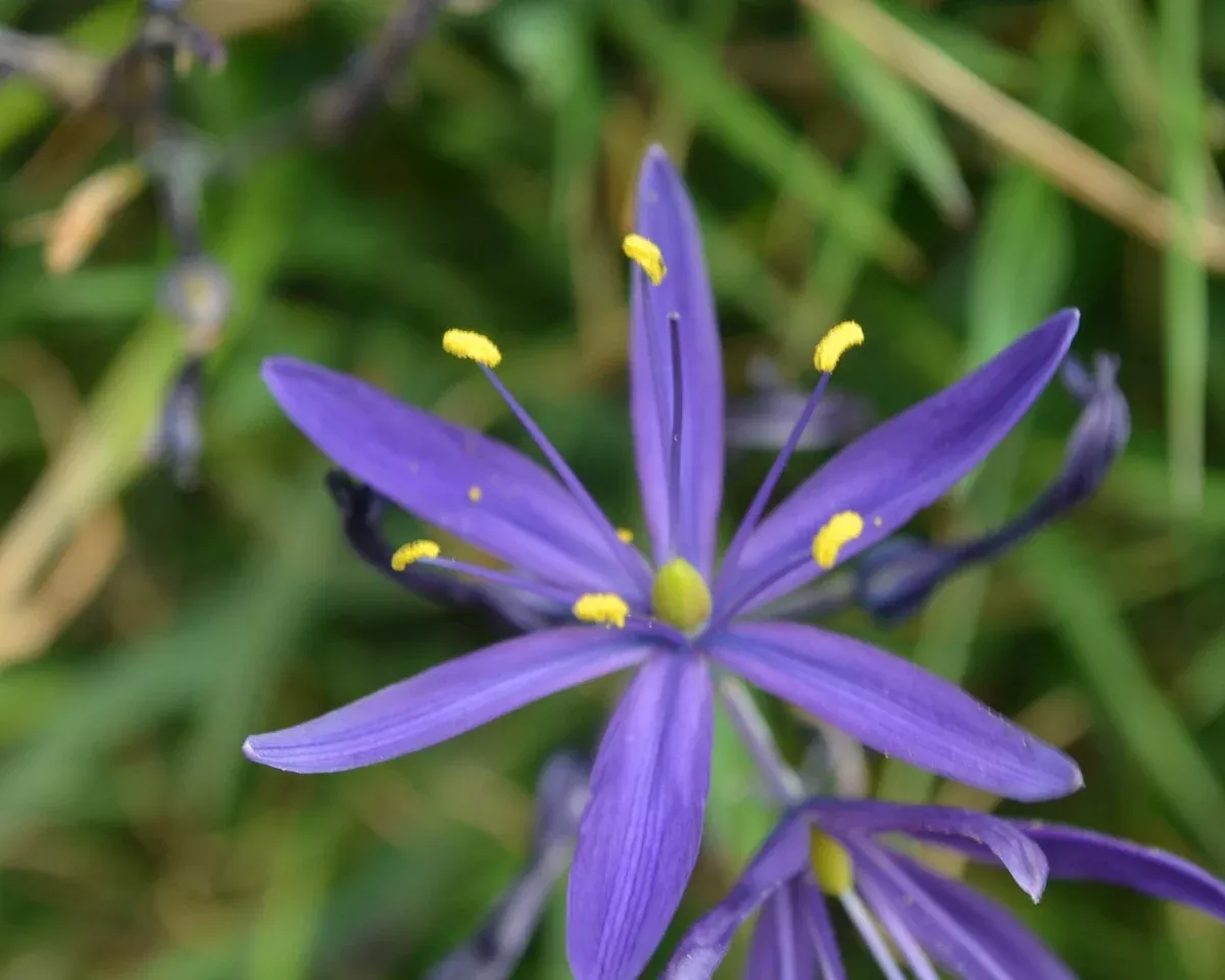 Great Camas Seeds (Camassia leichtlinii)
