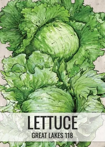great-lakes-118-lettuce-seeds-planting-lactuca-sativa Great Lakes 118 Lettuce Seeds For Planting (Lactuca sativa)