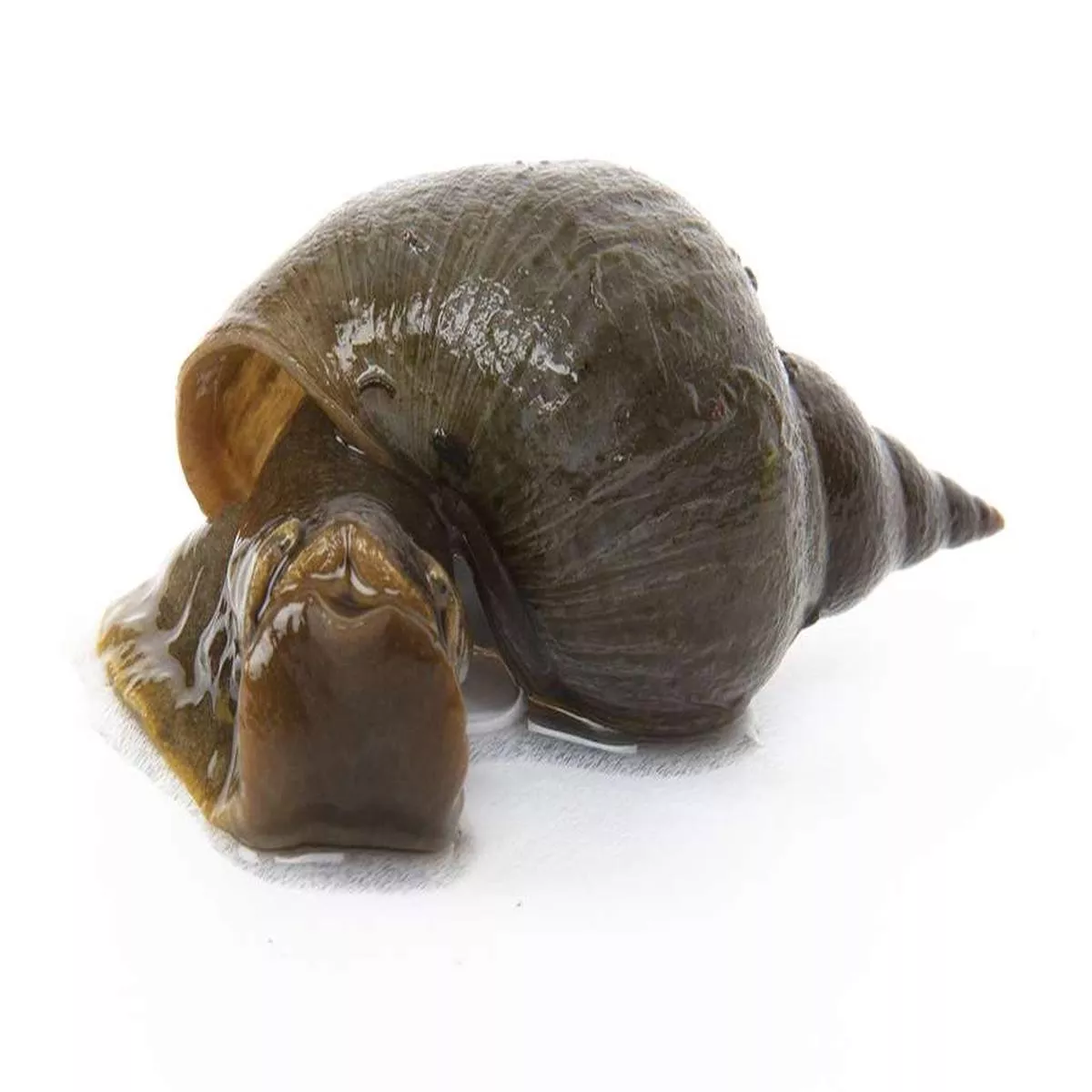 Great Pond Snails x 2 – Eats Algae Fresh Cold & Tropical Aquarium Lymnaea Stagnalis