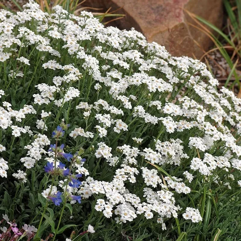 greek-yarrow Greek Yarrow