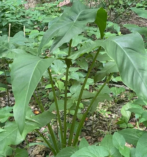 green-arrow-arum Green Arrow Arum