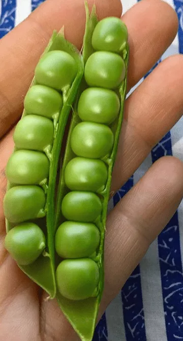 green-arrow-peas Green Arrow Peas
