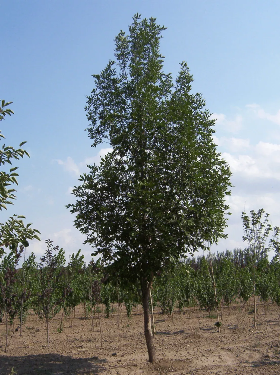 green-ash-prairie-spire Green Ash 'Prairie Spire'