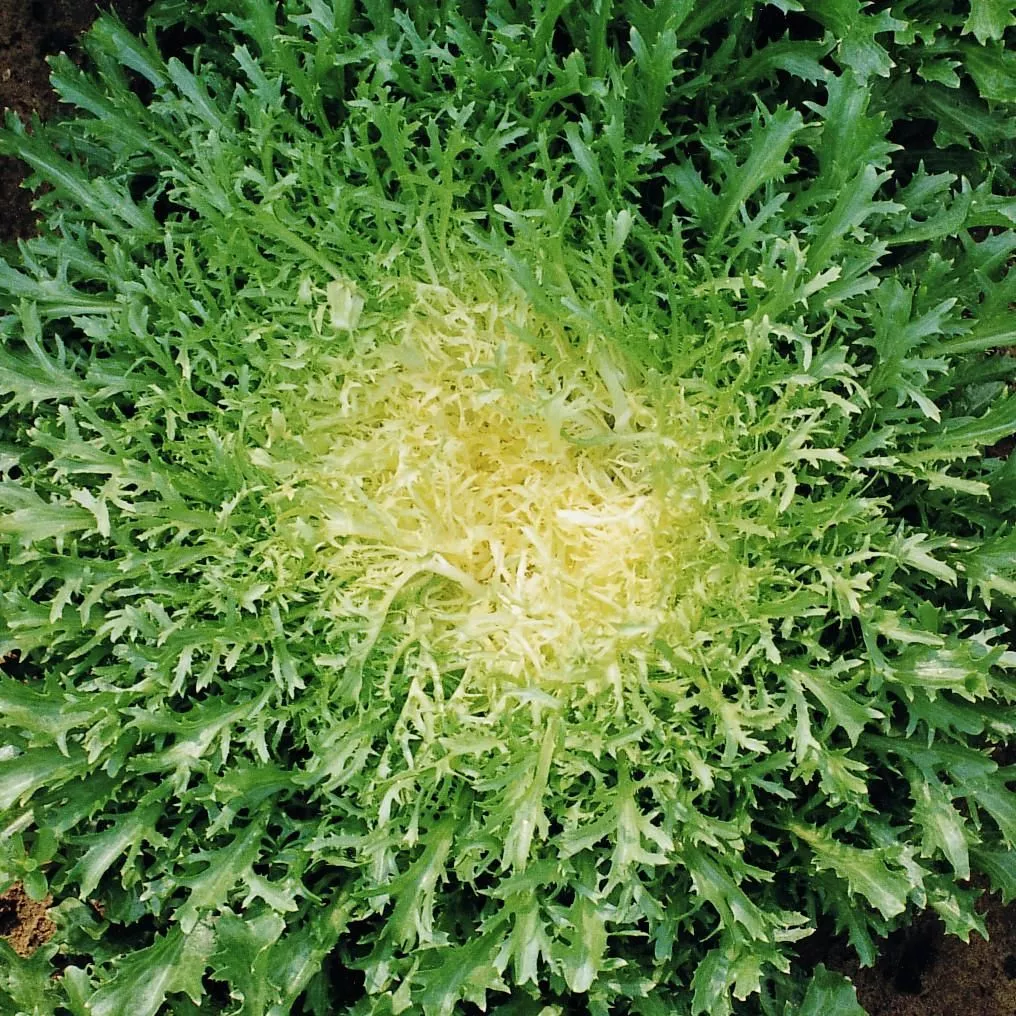 Green Curled Ruffec Endive