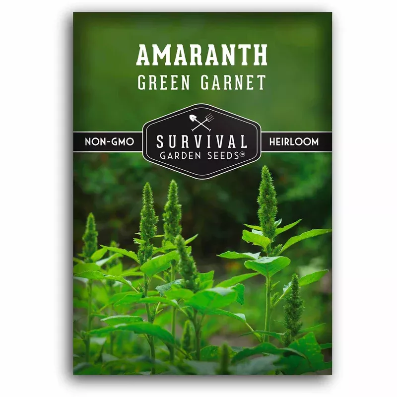 green-garnet-amaranth-seeds-heirloom-gluten-free-grain-leafy-greens-microgreens- Green Garnet Amaranth Seeds – Heirloom Gluten-Free Grain, Leafy Greens & Microgreens for Resilient Gardens