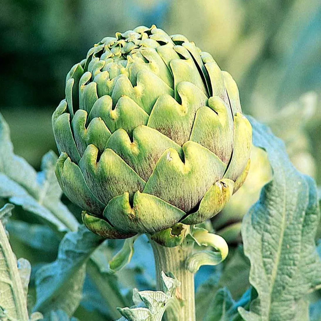 green-globe-artichoke Green Globe Artichoke