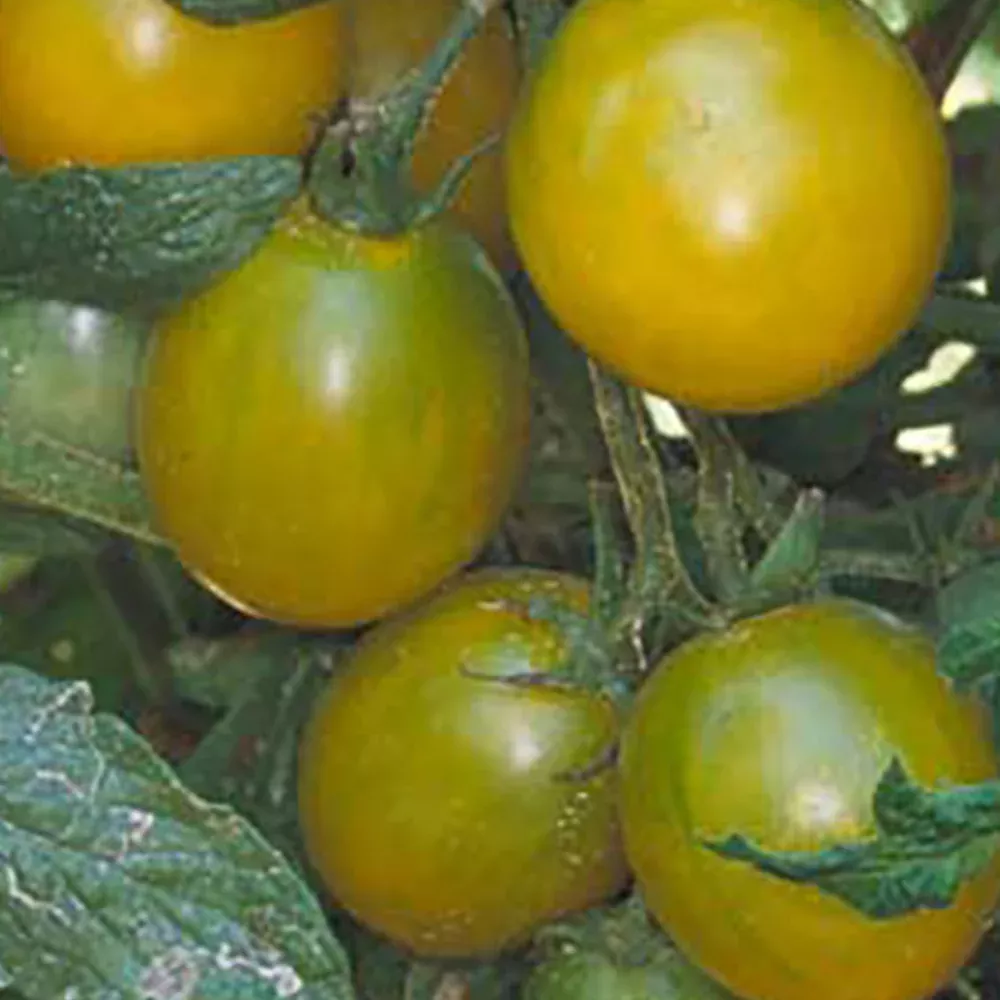 green-grape-tomato Green Grape Tomato