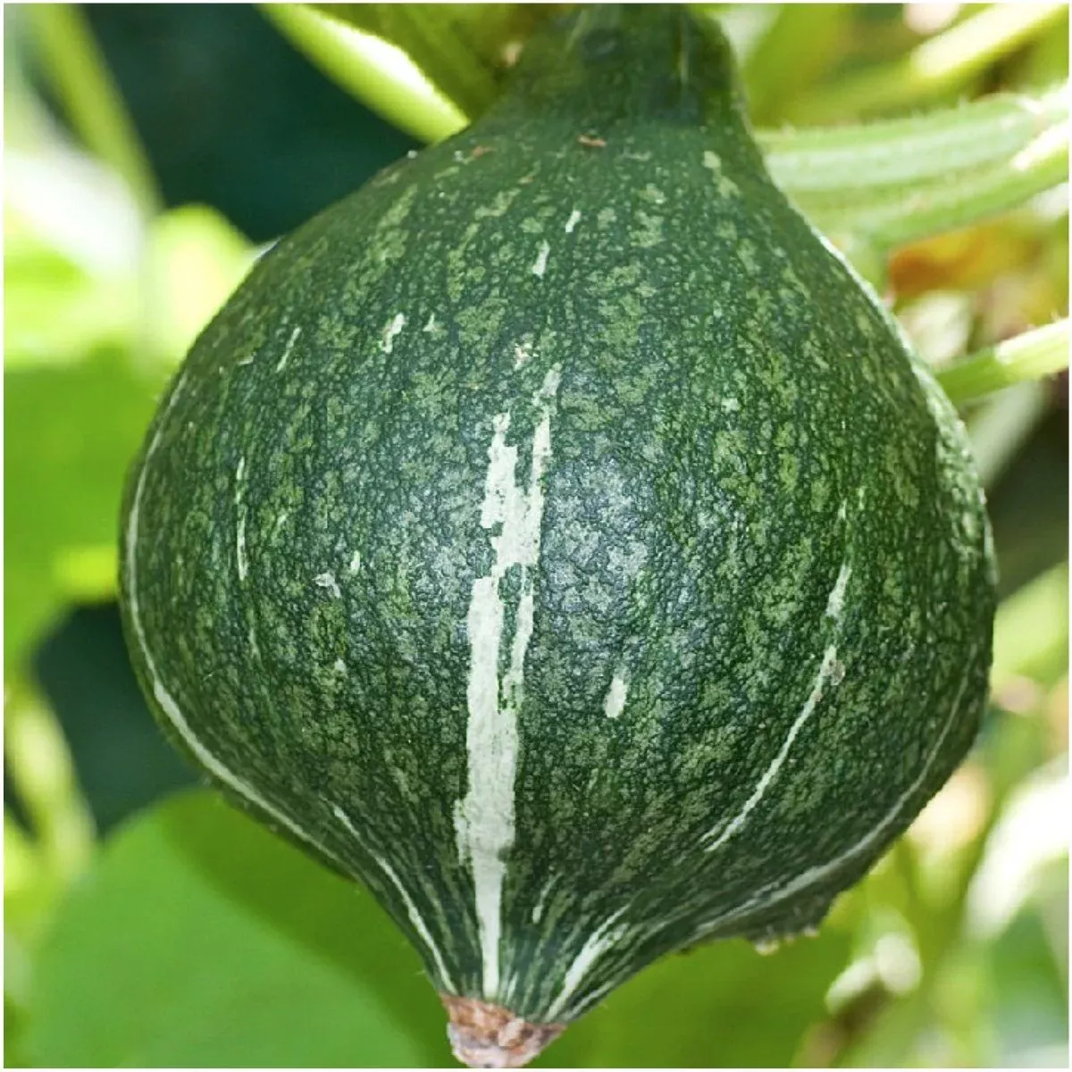 Green Hubbard Squash