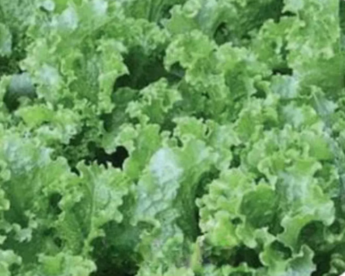 green-ice-lettuce-seeds Green Ice Lettuce Seeds