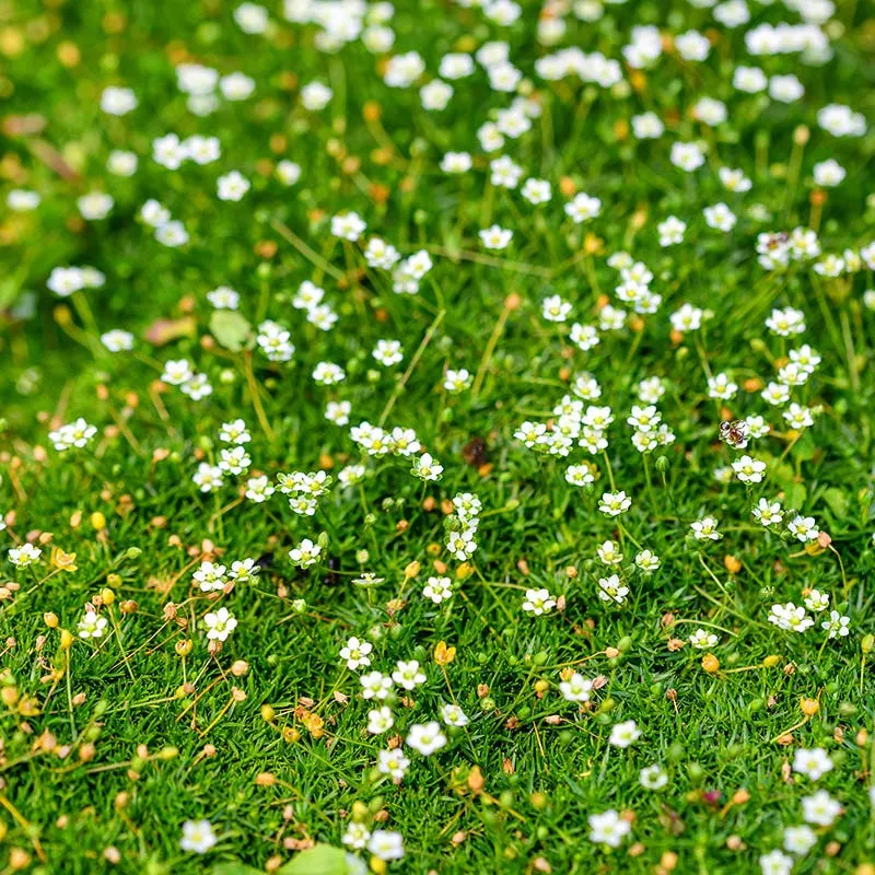 green-irish-moss-sagina Green Irish Moss (Sagina)