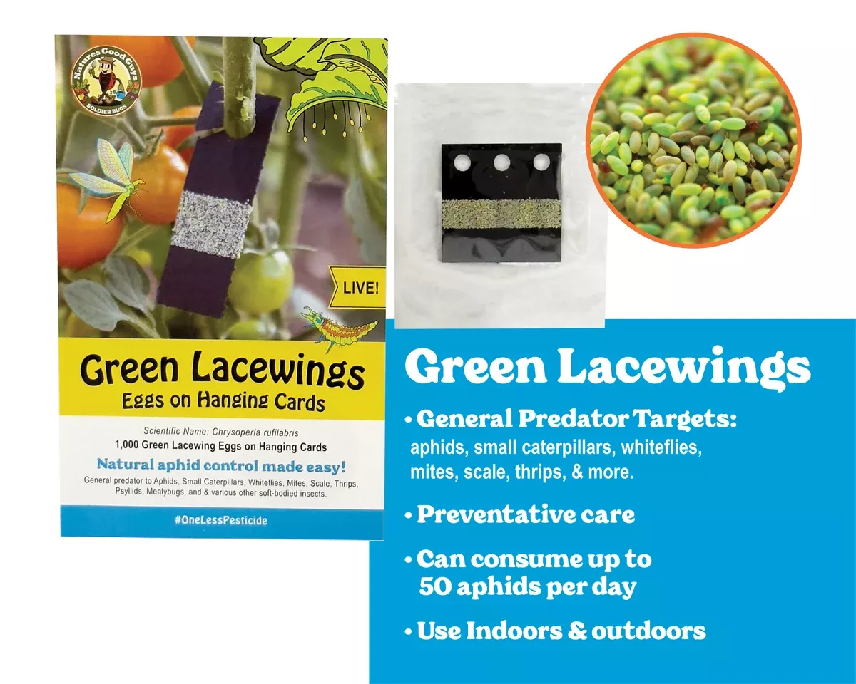 green-lacewing-eggs-on-hanging-card-aphid-control Green Lacewing Eggs on Hanging Card - Aphid Control