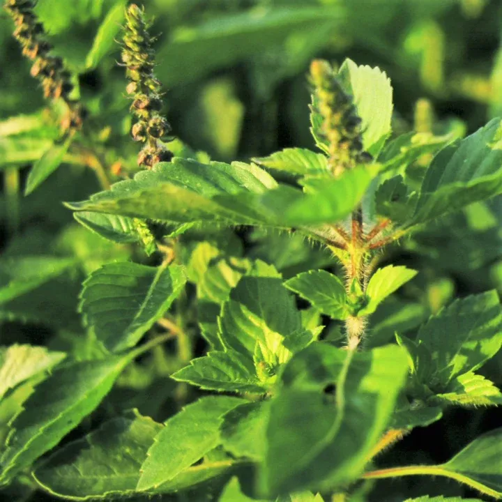 green-leaf-holy-basil Green Leaf Holy Basil