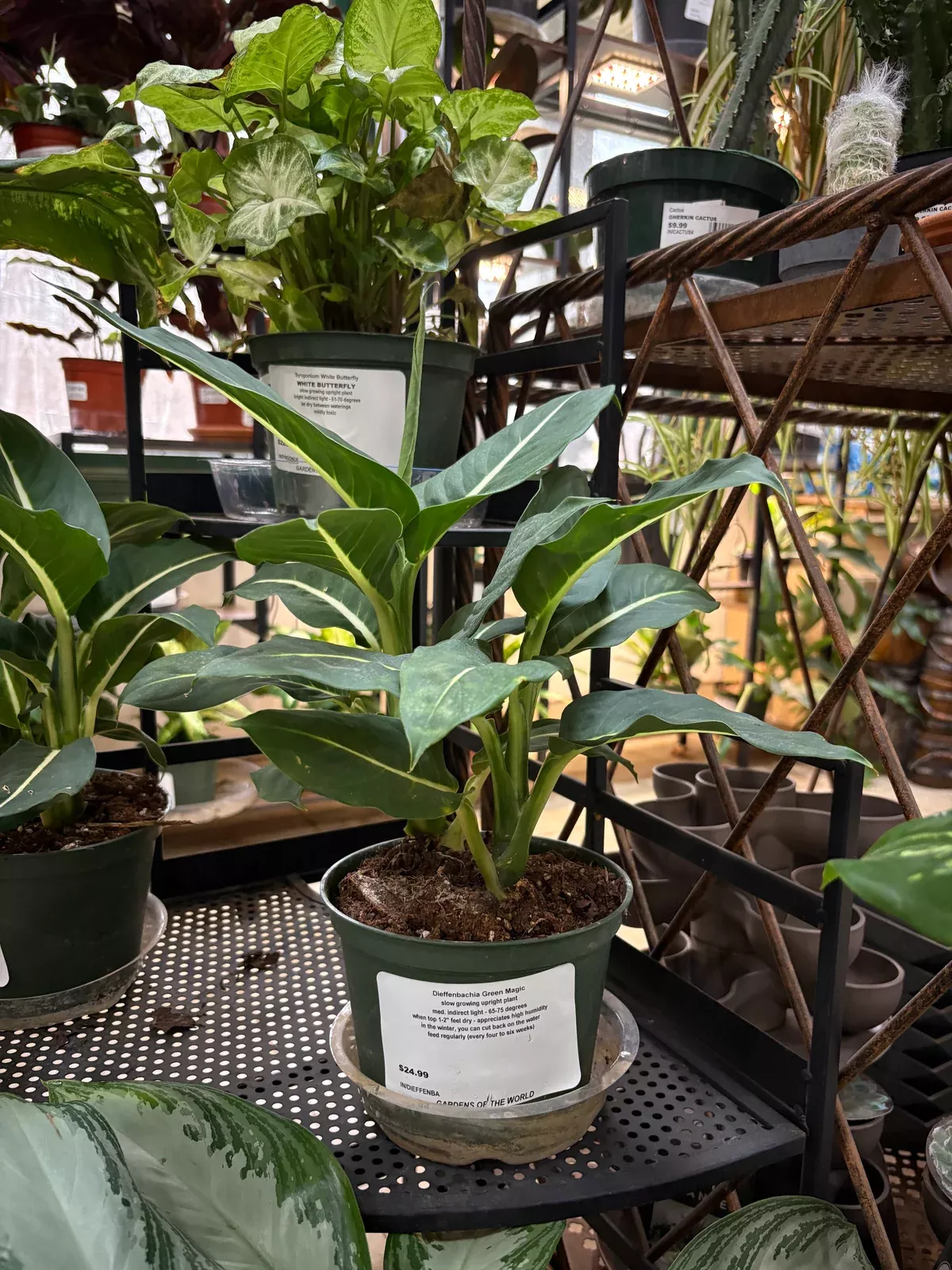 green-magic-dieffenbachia Green Magic Dieffenbachia