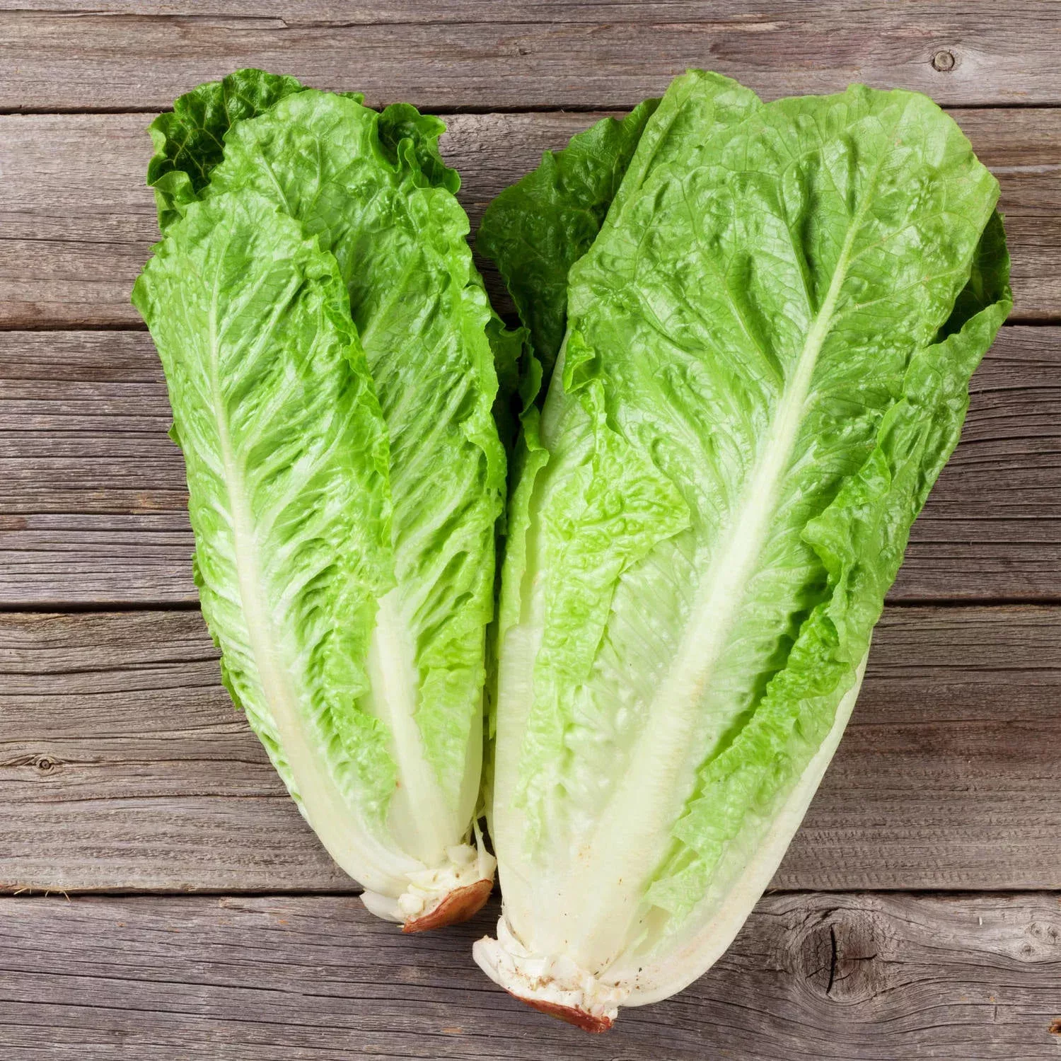 green-romaine-lettuce-2-pack Green Romaine Lettuce (2 Pack)