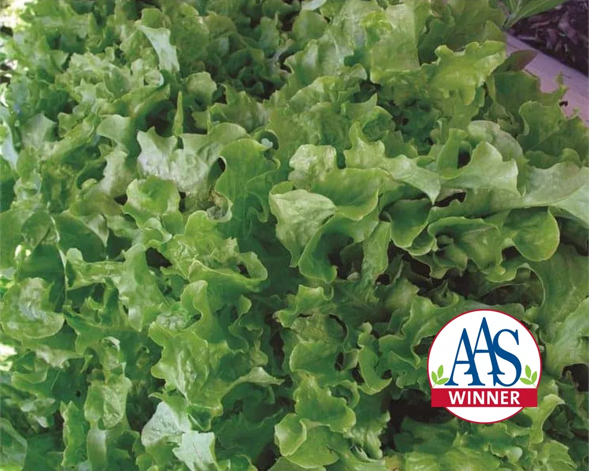 green-salad-bowl-lettuce-seeds Green Salad Bowl Lettuce Seeds