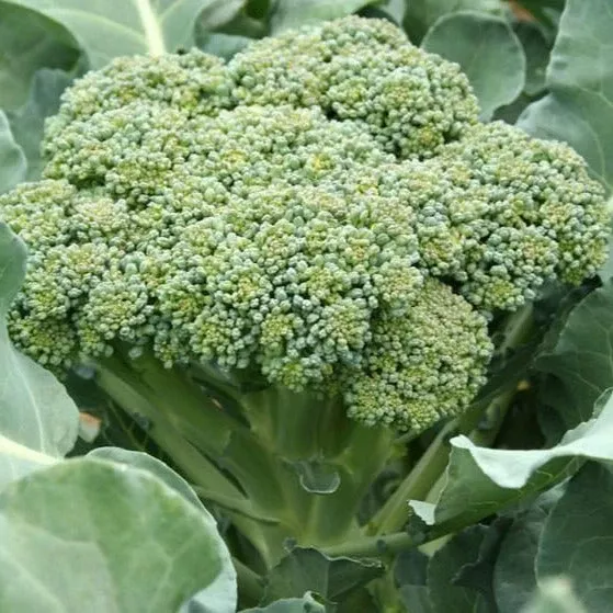 green-sprouting-calabrese-broccoli Green Sprouting Calabrese Broccoli
