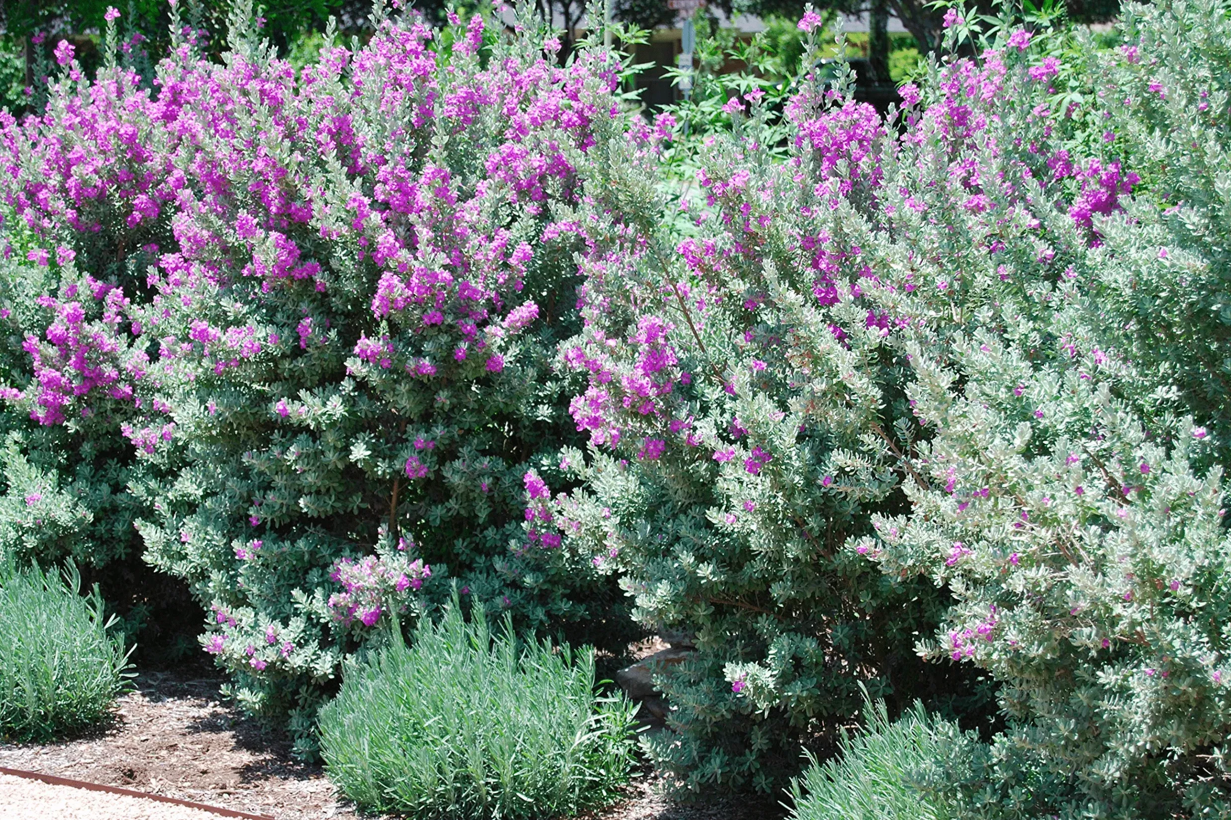 Green Texas Sage